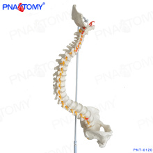 PNT-0120 anatomical human teaching plastic medical spine model